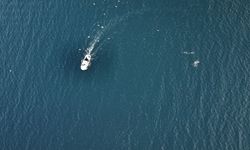 Marmara'da yunusların 'balık' mesaisi drone kamerasında