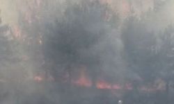 Ankara'da ODTÜ Ormanı'nda yangın