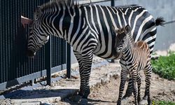 Yavru zebra doğdu, adını ziyaretçiler koyacak