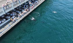 İstanbul Boğazı’nda dev orkinos sürprizi: Eminönü’nde görüntülendiler