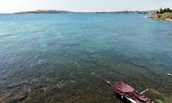 Marmara’da denizanası istilası: Sayıları neden hızla artıyor?