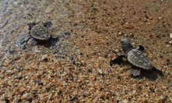 Caretta caretta yavruları denizle buluştu
