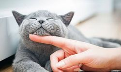 Kuduzda kritik uyarı: Kedi tırmalaması da risk taşıyor