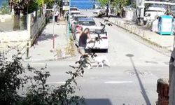 Sarıyer'de başıboş köpekler vatandaşları tedirgin ediyor