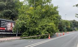 İstanbul’da yağış sonrası ağaçlar devrildi, rögarlar taştı