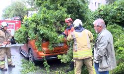 Kadıköy’de park halindeki otomobilin üzerine ağaç devrildi