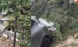 Maltepe’de kesilen ağaç 2 otomobilin üzerine devrildi