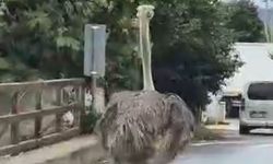 Şile’de trafikte deve kuşu şaşkınlığı: İtfaiye ekipleri yakaladı