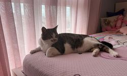 Kilit açıldı ama kedi geçit vermedi!