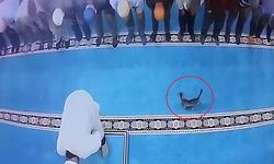 Camide kediye tekme atan kişi gözaltına alındı