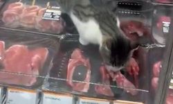 Bursa’da markette tepki çeken görüntüler: Kedi etleri yedi