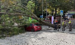 Şişli'de ağaç park halindeki otomobilin üzerine devrildi