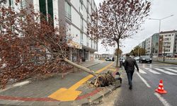 Tekirdağ’da fırtına alarmı: Ağaçlar devrildi, uçuşlar iptal edildi