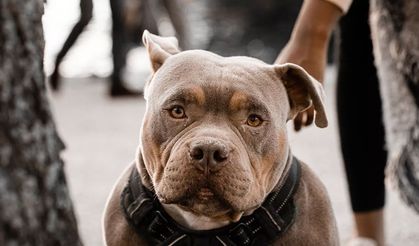 Esenyurt’ta Pitbull dehşeti