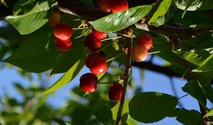 Kiraz yedikten sonra rahatsızlanan çift yaşamını yitirdi