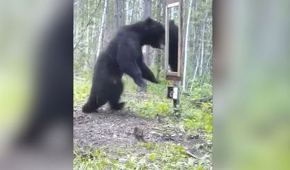 Aynada kendini gören ayı neye uğradığını şaşırdı