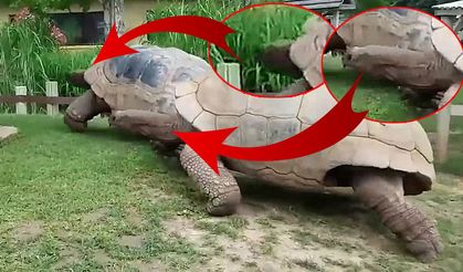 Dev kaplumbağaların yemeğe yetişmek için hızlandığı anlar görenleri güldürdü
