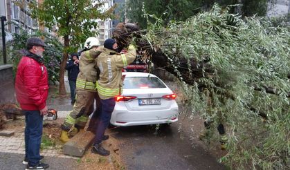 Kartal'da otomobillerin üzerine ağaç devrildi