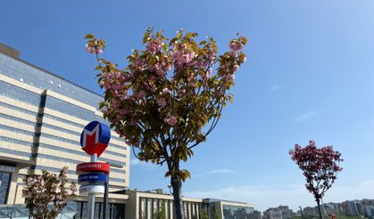 Başakşehir Şehir Hastanesi’nin sakuraları çiçek açtı