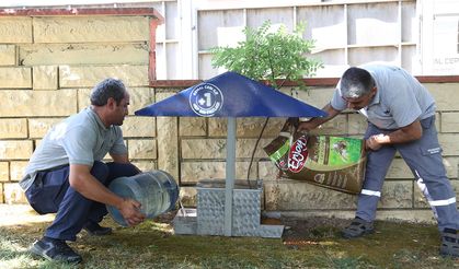 Küçükçekmece'de sokak hayvanları, yaz günlerinde koruma altında