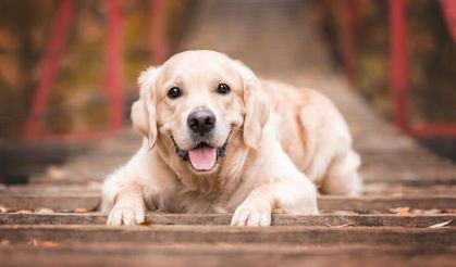 Eğitilmiş köpekler Parkinson hastalığını yüzde 98 doğrulukla tespit etti