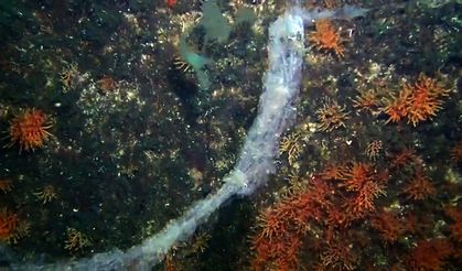 Marmara'da mercanlara müsilaj tehdidi