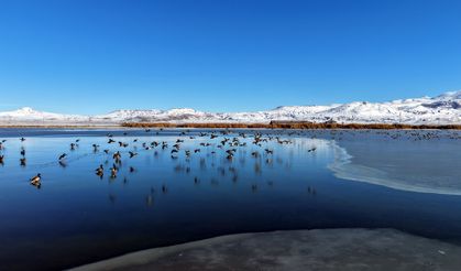 Buz tutan gölün 'vefalı' sakinleri