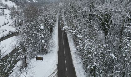 Ağaç tüneli adeta masal gibi