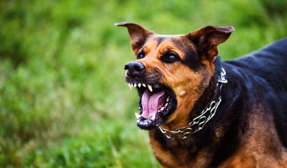 İstanbul’da kuduz riskine rekor müdahale!