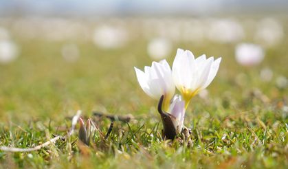 İlkbaharın ilk renkleri: Çiğdemler açtı