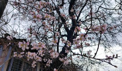 Meyve bahçeleri çiçek açtı, yalancı bahar erken uyandırdı