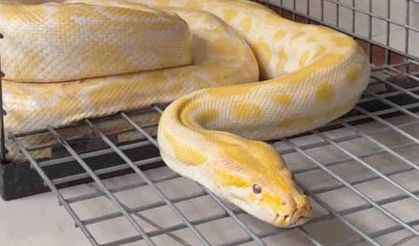 Gösteride kullanılan piton korumaya alındı