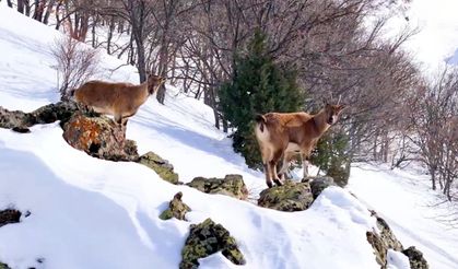 Karlar arasında dağ keçileri görüldü