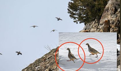Karlı arazide kınalı kekliklerin zorlu mesaisi!