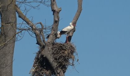 Leylekler baharın müjdesiyle geri döndü