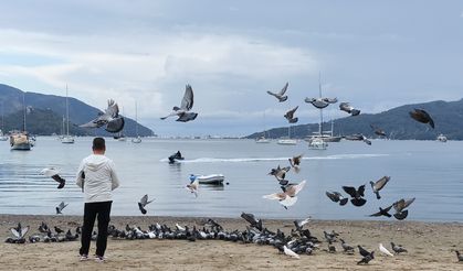 Güvercinler kışın boşalan sahili mesken tuttu
