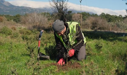 'Ağaç Adam'ın hedefi 1 milyon zeytin fidanı