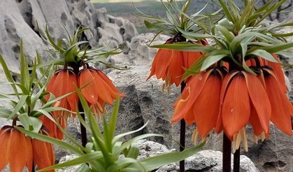 Diyarbakır’da açan ters laleler görenleri hayran bırakıyor