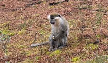 Firari maymunların sırrı çözüldü