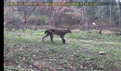 Yaban hayatı fotokapana yansıdı