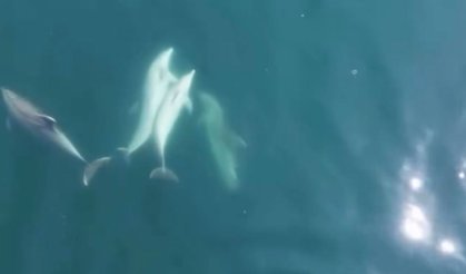 Kıyıya yaklaşan yunuslar ilgi odağı oldu