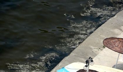 Gemlik'te deniz salyası alarmı