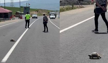 Kaplumbağa için akan trafiği durdurdu