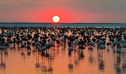 Bakan Kurum'dan 'Flamingo' paylaşımı