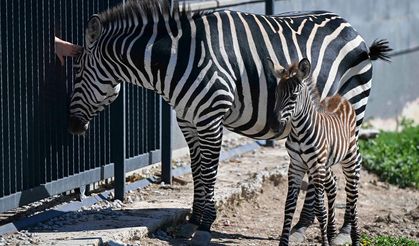 Yavru zebra doğdu, adını ziyaretçiler koyacak