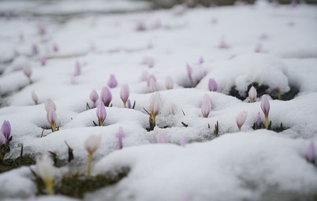 Baharın habercisi çiğdemler kar altında kaldı