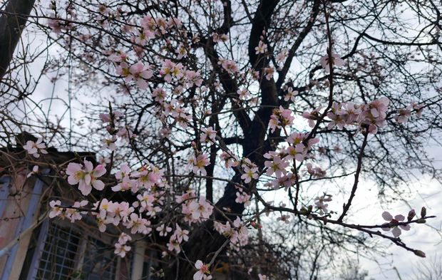 Meyve bahçeleri çiçek açtı, yalancı bahar erken uyandırdı