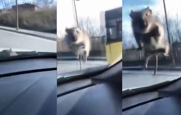 İstanbul’da alışılmadık görüntü! Hareket halindeki araca fare atladı