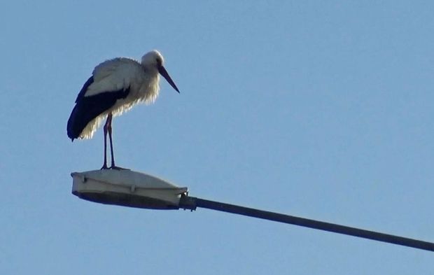 Baharın müjdecisi leylekler geliyor