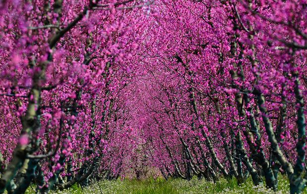 Şeftali bahçelerinde kartpostallık görüntü